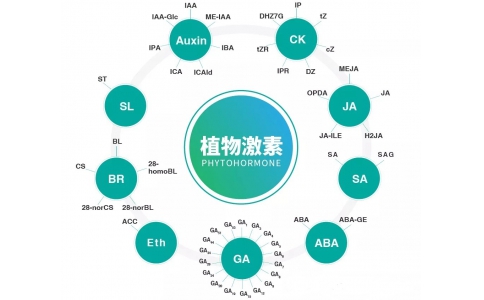 植物激素定量檢測技術(shù)服務(wù)